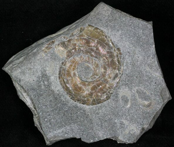 Iridescent Psiloceras Ammonite - Great Britain #1082